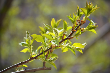 First spring signs