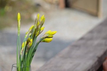 Kwiaty wiosenne