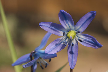 Siberian squill (Scilla siberica) blooming in spring
