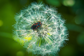 Red insect in dandelion