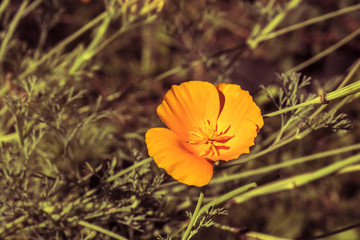Obraz premium one yellow flower on a summer sunny day in the garden