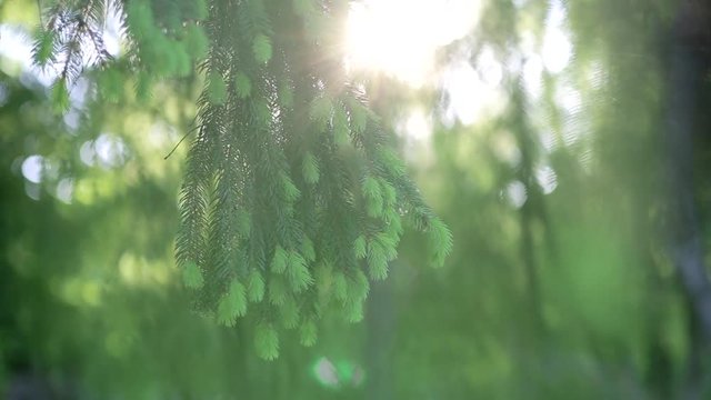 Closeup of beautiful spring branch of evergreen tree moving on wind slowly in sunset light. Real time full hd video footage.