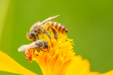 Bee eating pollen from flower on a nature background.