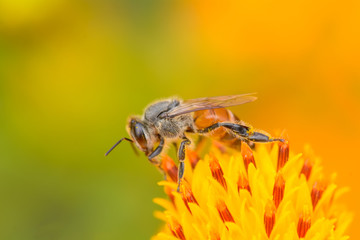 Bee eating pollen from flower on a nature background.