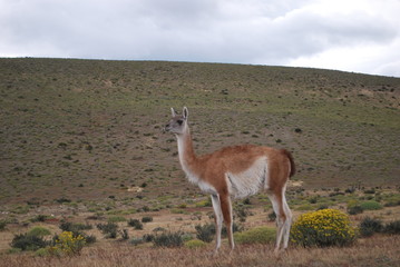 guanaco patagonia torres del paine chile