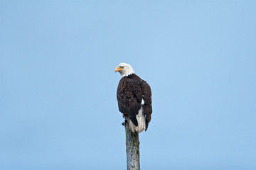 bald eagle, haliaeetus leucocephalus, Alaska
