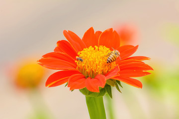 Bees eating pollen from mexican sunflower on a nature background.