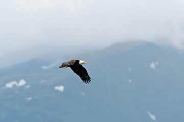 bald eagle, haliaeetus leucocephalus, Alaska