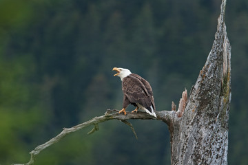 Fototapeta premium bald eagle, haliaeetus leucocephalus, Alaska