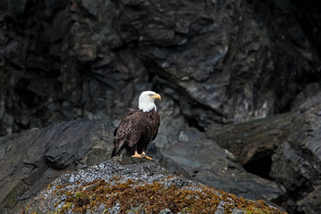 bald eagle, haliaeetus leucocephalus, Alaska