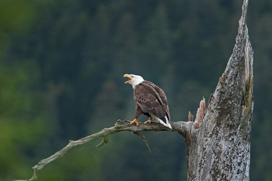 bald eagle, haliaeetus leucocephalus, Alaska