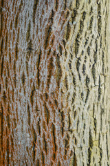 Tree bark texture