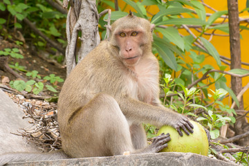 The monkey eating coconut on the stairs of stone.