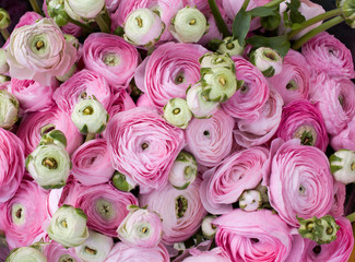 Pink Ranunculus. Flower background
