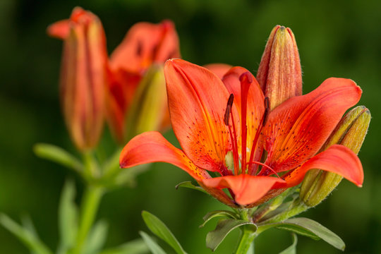A lot of orange lily flower  on a summer sunny day in the garden