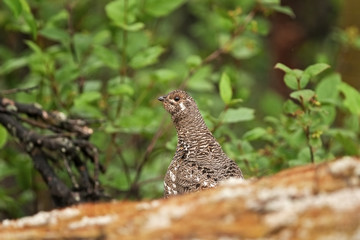  spruce grouse, canada grouse, falcipennis canadensis, Alaska