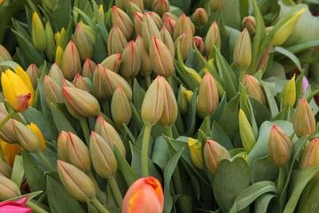 Yellow and orange tulips before bloom, on display at the farmers market in spring