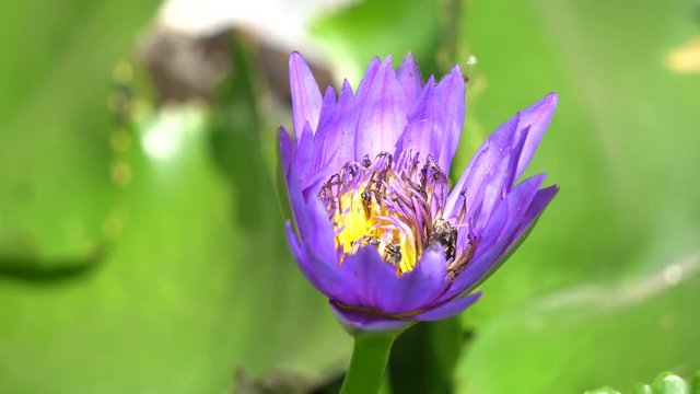 Close-up flower. A beautiful purple waterlily or lotus flower
