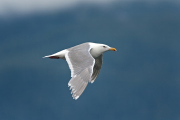 gull, Alaska