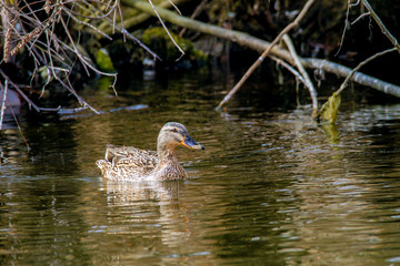 wild duck floating on a river along the shore