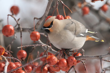Jaseur bor&eacute;al