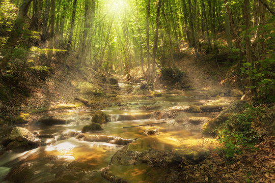 Fototapeta Fairy mountain forest at the river with colorful sun rays in spring morning. Fantastic landscape with trees, green leaves, stones and blurred water at sunrise. Magic woods with yellow sunlight. Nature