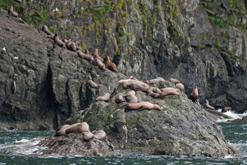 Steller sea lion, eumetopias jubatus, Alaska
