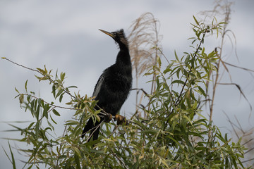 Anhinga