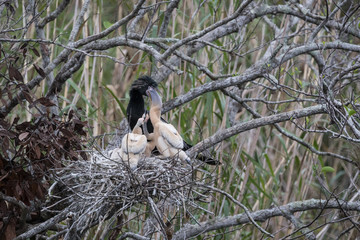 Anhinga, feeding the chicks on the nest.