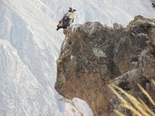 condor cañon del colca arequipa peru
