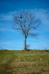 Wiosna i wiosenne drzewa