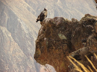 condor