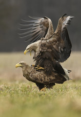 White tailed eagles (Halieetus albicilla)