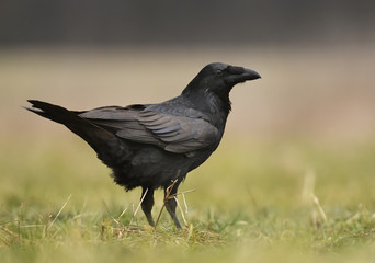 Raven (Corvus corax)