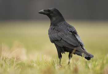 Raven (Corvus corax)