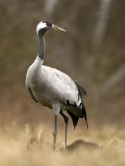 Common crane (Grus grus)