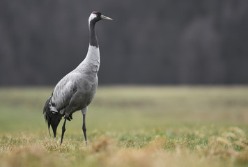 Common crane (Grus grus)