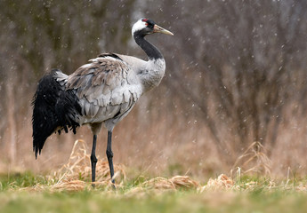 Common crane (Grus grus)