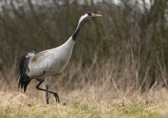Fototapeta premium Common crane (Grus grus)