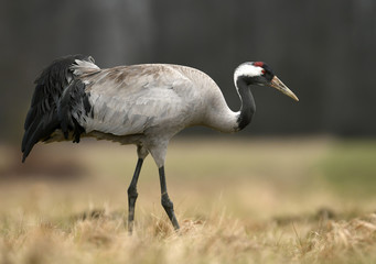 Common crane (Grus grus)