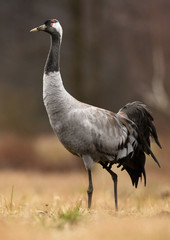 Common crane (Grus grus)