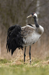 Common crane (Grus grus)