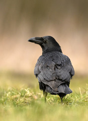 Common raven (Corvus corax)