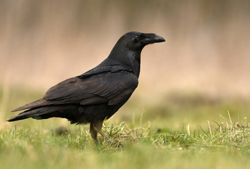 Common raven (Corvus corax)