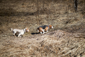 dog beagle play in the meadow forest field