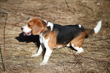 dog beagle play in the meadow forest field