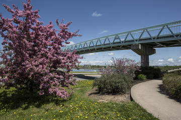 Fredericton New Brunswick Bridge over the Saint John River with Spring Blossom Tree