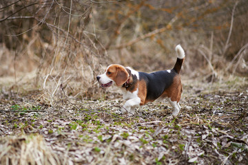 dog beagle play in the meadow forest field