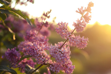 Lilac flower in sunlight