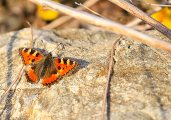 Butterfly taking a Sunbath